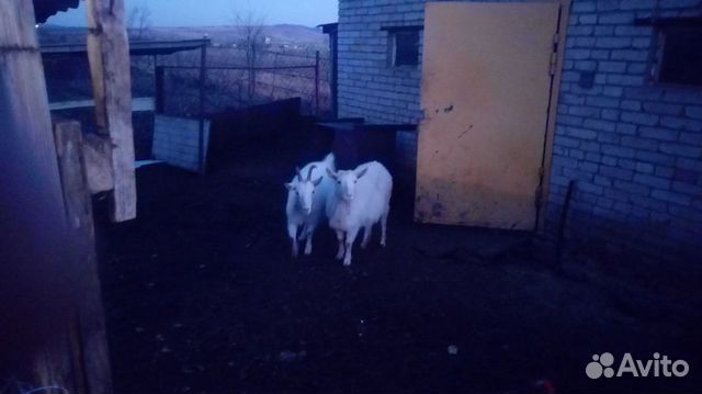 Козёл и козы купить на Зозу.ру - фотография № 3