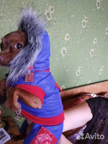 Одежда для маленьких собак купить на Зозу.ру - фотография № 9
