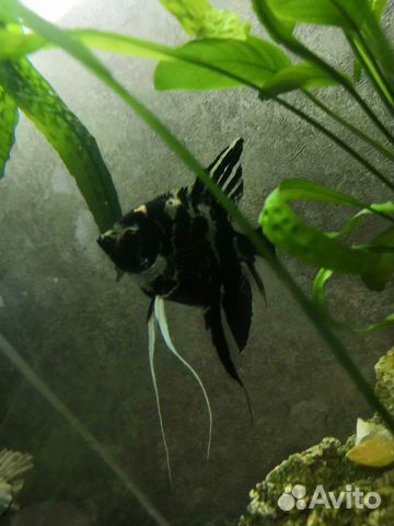 Аквариумная рыбка Скалярия луна, крупная самка уже купить на Зозу.ру - фотография № 2