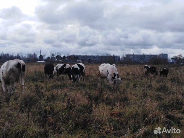 Коровы, телята, мясо говядина купить на Зозу.ру - фотография № 1