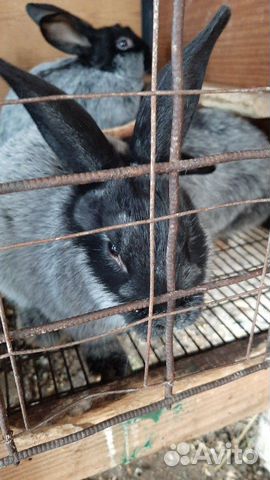 Кролики мясных пород.Полтавское серебро купить на Зозу.ру - фотография № 8
