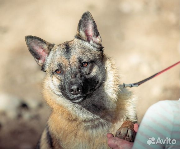Собака Эмилия ищет дом,ей 3 года купить на Зозу.ру - фотография № 8