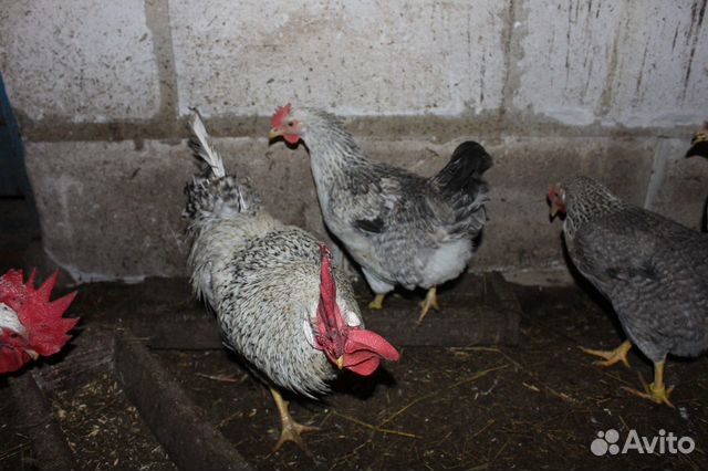 Инкубационные яйца, цыплята породистых кур купить на Зозу.ру - фотография № 4