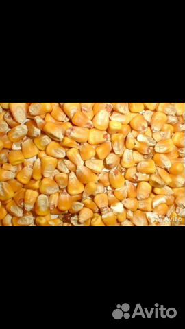 Пшеница Кукуруза Мука купить на Зозу.ру - фотография № 1