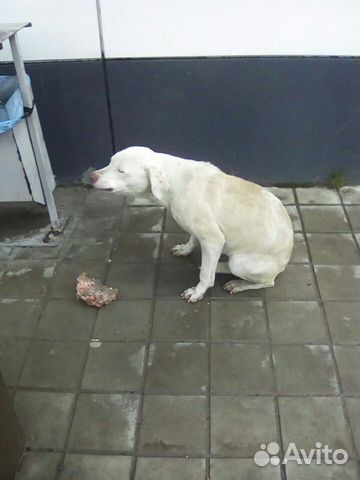 Бездомная собака купить на Зозу.ру - фотография № 3