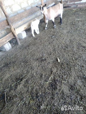 4 козы и 3 козла купить на Зозу.ру - фотография № 7