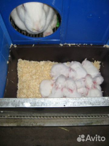 Кролики Белый Паннон купить на Зозу.ру - фотография № 9