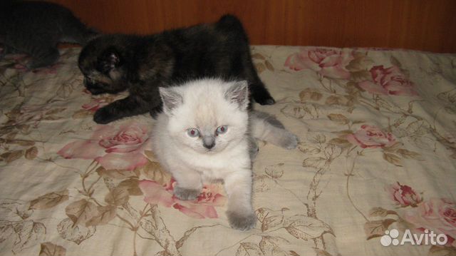 Продаем котят британских купить на Зозу.ру - фотография № 1