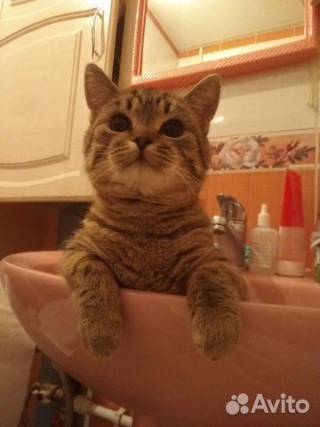 Кошка Кошка