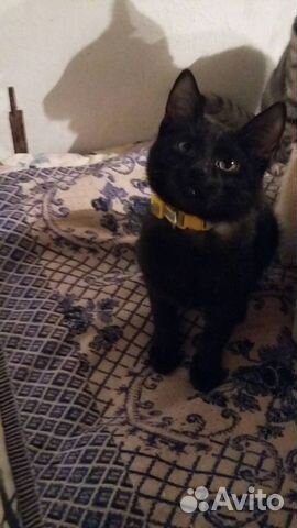 Черные котята