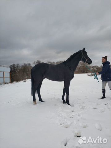 Спортивная лошадь купить на Зозу.ру - фотография № 2