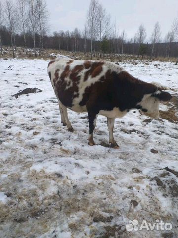 Продам коров стальные 7-8месяцев купить на Зозу.ру - фотография № 6