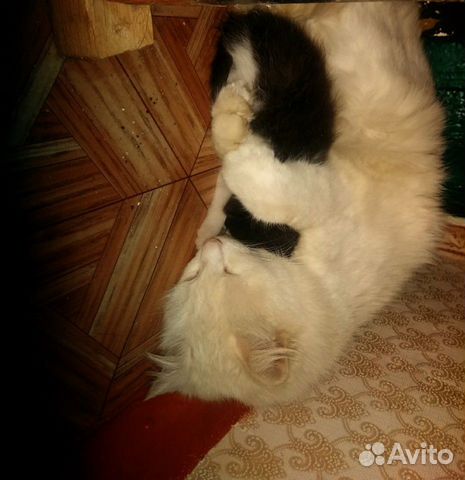 Белая кошка,хорошие руки купить на Зозу.ру - фотография № 2