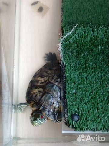 Краснаухая черепаха купить на Зозу.ру - фотография № 8