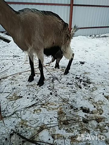 Альпийско-заанинская коза купить на Зозу.ру - фотография № 2