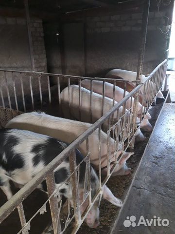 Продаются свиньи на мясо купить на Зозу.ру - фотография № 1