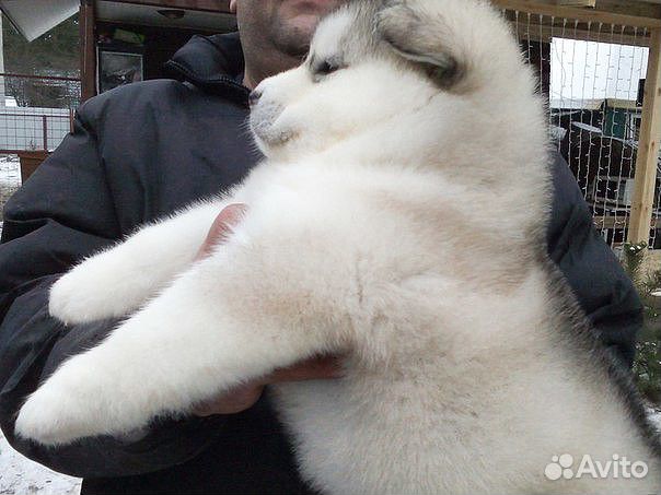 Аляскинский маламут (щенки) купить на Зозу.ру - фотография № 4