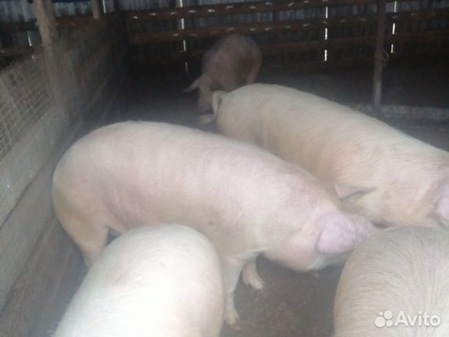Свиньи на мясо купить на Зозу.ру - фотография № 5