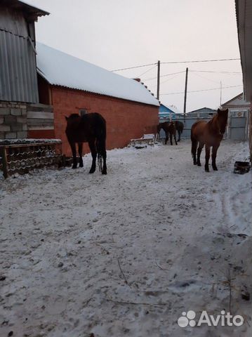 Жеребята лошади купить на Зозу.ру - фотография № 2