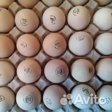 Принимаю заказ на инкубационное яйцо на сезон 2020 купить на Зозу.ру - фотография № 2