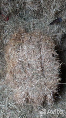Луговая трава купить на Зозу.ру - фотография № 2