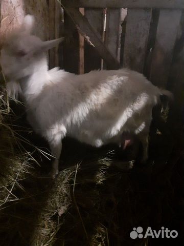 Продам козу в придачу козлята купить на Зозу.ру - фотография № 8