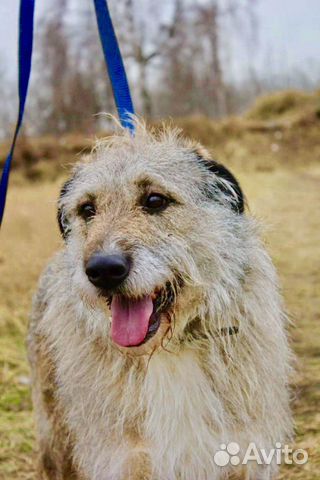 Отдам в хорошие руки, метис лакенуа