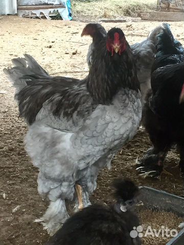 Петушки, цыплята, инкубационное яйцо купить на Зозу.ру - фотография № 4