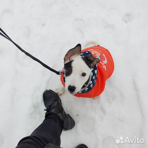 Зимний костюм для собаки