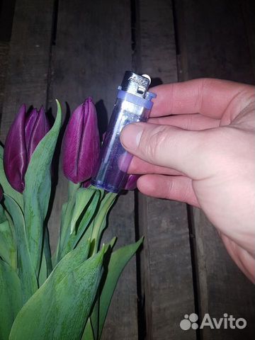 Тюльпаны Тюльпаны