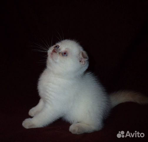 Клубные котята "золотых" окрасов купить на Зозу.ру - фотография № 5