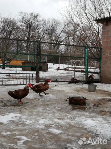 Мускусные утки купить на Зозу.ру - фотография № 2