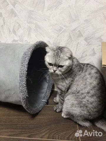 Тоннель для кошки купить на Зозу.ру - фотография № 2