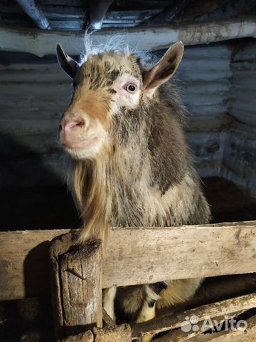 Зааненский козел (случка, спаривание) купить на Зозу.ру - фотография № 1