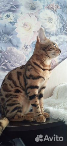 Поиск кота для вязки купить на Зозу.ру - фотография № 2