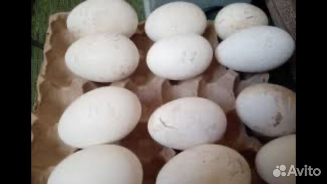 Гусята,яйцо инкубационное купить на Зозу.ру - фотография № 3