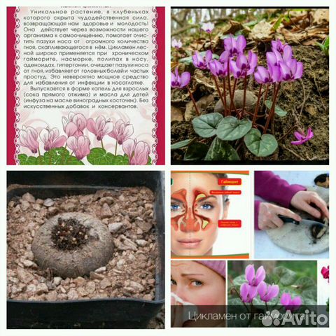 Цикломен Кавказский