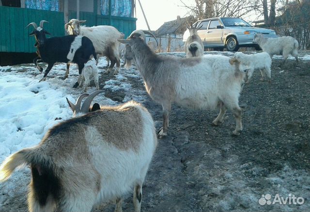 Быки и козы купить на Зозу.ру - фотография № 4