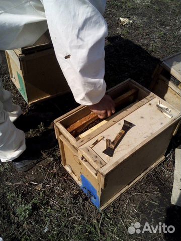 Продаем пчелопакеты среднерусской породы купить на Зозу.ру - фотография № 1