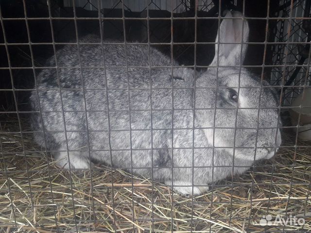 Кролики породы серый великан+фландр купить на Зозу.ру - фотография № 4