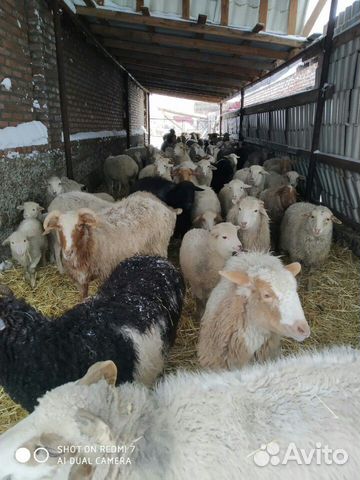 Бараны овцы с егнятами купить на Зозу.ру - фотография № 1