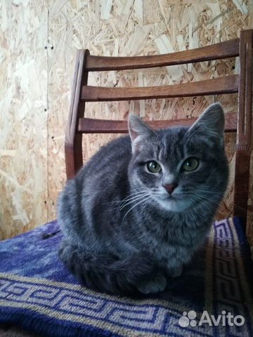 Кошечка, 6 месяцев купить на Зозу.ру - фотография № 4