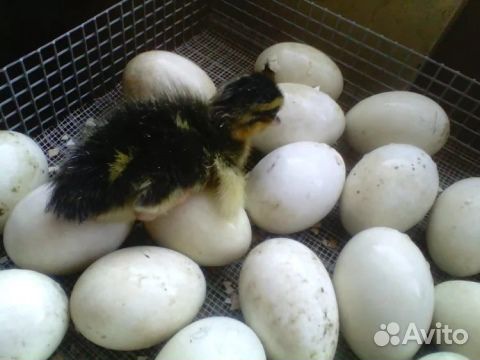 Утиное инкубационное яйцо купить на Зозу.ру - фотография № 1