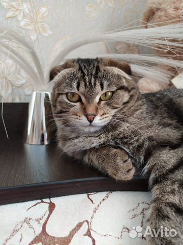 Кошка вислоухая купить на Зозу.ру - фотография № 1