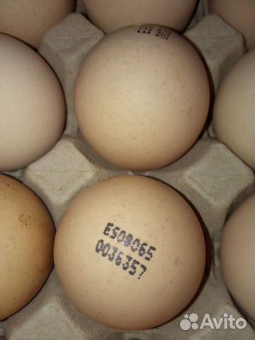 Инкубационное яйцо кобб-500 купить на Зозу.ру - фотография № 1