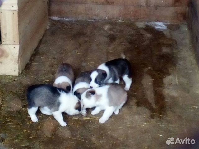 Продам щенков Западно-сибирской лайки купить на Зозу.ру - фотография № 4
