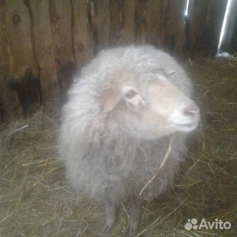 Коза чешка овца купить на Зозу.ру - фотография № 5