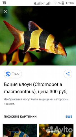 Рыба купить на Зозу.ру - фотография № 1