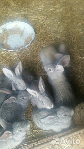 Кролики фландер купить на Зозу.ру - фотография № 1