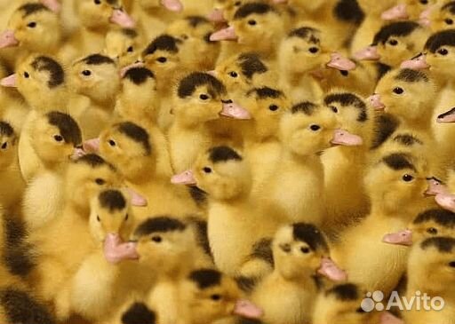 Утята Мулард. Суточник